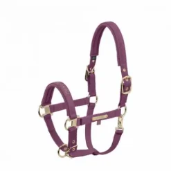 Hot Licol en nylon Heritage 25/26 - - Doublé néoprène Licols Et Longes