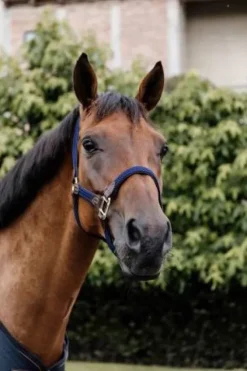 Licol en nylon tressé - Kentucky Licols Et Longes