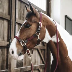 Licol en nylon tressé - Kentucky Licols Et Longes