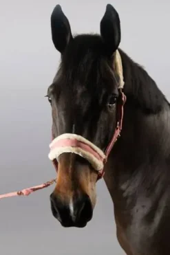 Clearance Licol et longe Holly Licols Et Longes