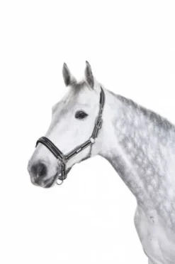 Licol ethologique Basics - - Nylon Licols Et Longes