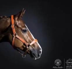 Sale Licol Haut de Gamme en cuir - Licols Et Longes