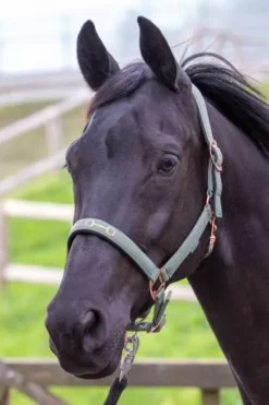 Hot Licol Mors Licols Et Longes