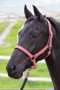 Hot Licol Mors Licols Et Longes