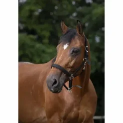 Online Licol - Doublé néoprène Licols Et Longes