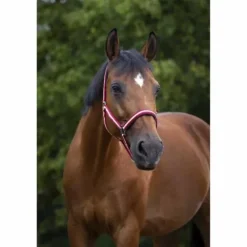 Online Licol - Doublé néoprène Licols Et Longes