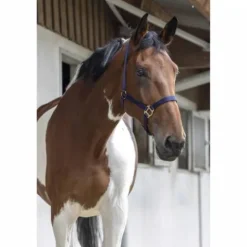 Sale Licol nylon - - Confort réglable Licols Et Longes