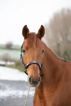 Discount Licol Polo Licols Et Longes