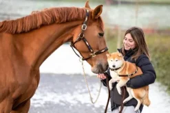 Discount Licol Polo Licols Et Longes