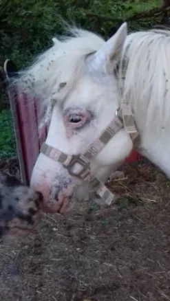 Hot Licol poney Licols Et Longes