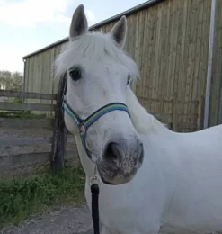 New Licol poney Licols Et Longes