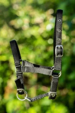 Clearance Licol poulain nylon ajustable - - doux et confortable Licols Et Longes