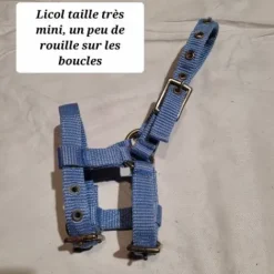 New Licol taille mini voir très mini Licols Et Longes