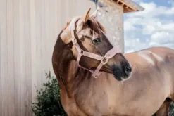 Online Licol Teddy Fleece - Kentucky Licols Et Longes