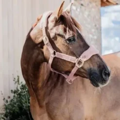 Licol Teddy Fleece - Kentucky Licols Et Longes