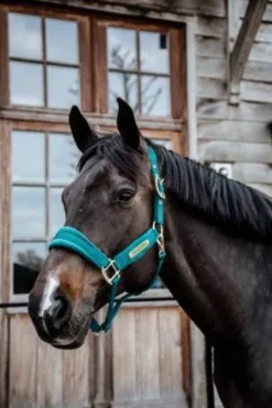 Licol Velvet - Kentucky Licols Et Longes