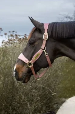 Licol velvet unicorn glitter - Kentucky - velours doux Licols Et Longes