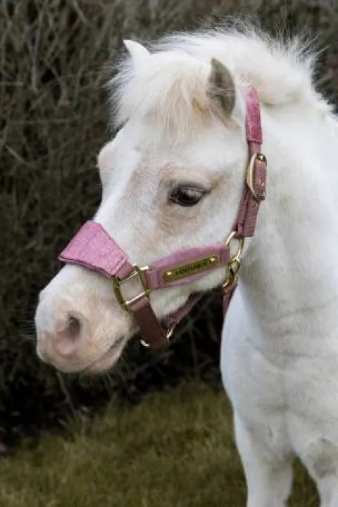 Licol velvet unicorn glitter - Kentucky - velours doux Licols Et Longes