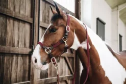 Sale Longe en nylon tressé - Kentucky Licols Et Longes