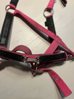 Clearance Lot de licol Licols Et Longes