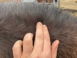 Sale Lotion DERFEN Clear Dermite Cheval|Peau Et Sabots·Dermite Estivale