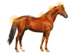 Sale Lotion DERFEN Clear Dermite Cheval|Peau Et Sabots·Dermite Estivale