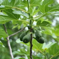 Macérat de bourgeon de Figuier - Appareil Digestif·Facilite Le Transit|Appareil Digestif·Flore Intestinale