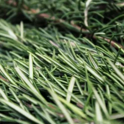 Online Macérat de bourgeon de Romarin - Bien-Être Du Cheval·Plantes Pour Chevaux