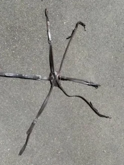 Best Martinguale avec collier de chasse croisé Dyon Enrênements·Martingale