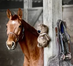 Clearance - Caméra de surveillance intelligente, nomade et sans abonnement Aménagement De L'Écurie·Vidéosurveillance Des Chevaux