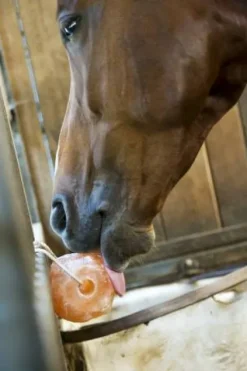 New Pierre à sel de l'himalaya - Hippotonic Bloc À Lécher / Pierre À Sel