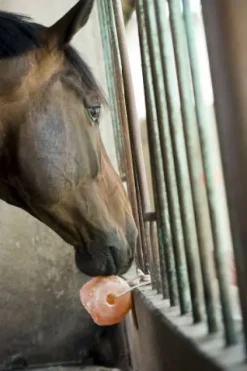 New Pierre à sel de l'himalaya - Hippotonic Bloc À Lécher / Pierre À Sel