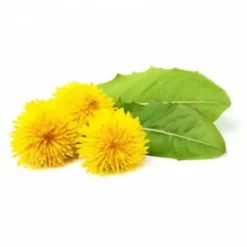 Sale Pissenlit EFGM - - Bienfaits hépatiques Bien-Être Du Cheval·Plantes Pour Chevaux