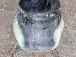 Online Plaque Second Sole Race Produits De Soin Sabots