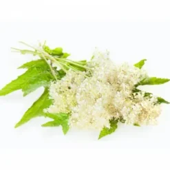 Reine-des-prés EFGM - - Plante pour chevaux Bien-Être Du Cheval·Plantes Pour Chevaux