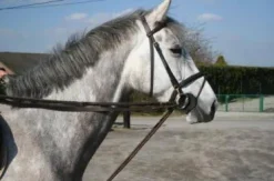 Sale Rênes allemandes cuir/corde Rênes·Rênes Allemande