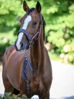 Outlet Set licol et longe Rope Yale - Licols Et Longes