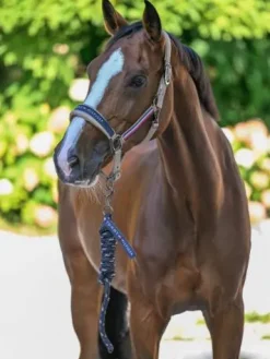 Outlet Set licol et longe Rope Yale - Licols Et Longes