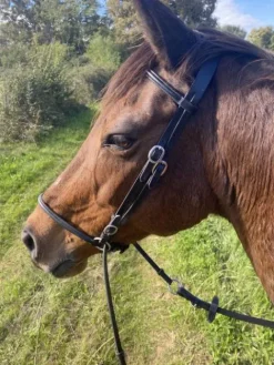 Discount Side pull Bridons Et Brides·Bridon Cuir