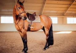 Discount Tapis de selle CHAMPAGNE - Tapis De Cso|Tapis De Dressage