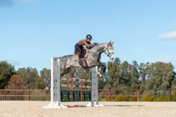 Discount Tapis de selle CHAMPAGNE - Tapis De Cso|Tapis De Dressage