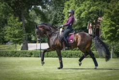 Online Tapis de selle - Black Cherry Tapis De Dressage|Tapis De Cso