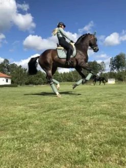 Outlet Tapis de selle PEPPERMINT - Tapis De Dressage|Tapis De Cso