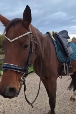 Tapis dressage vert sapin Tapis De Dressage|Tapis De Selle