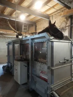 Online Tapis immeé Tapis Roulant Chevaux