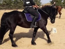 Hot Tapis Violet Tapis De Selle|Tapis De Selle