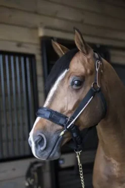 Sale Busy Buddy - Aide votre cheval à se relaxer Comportements·Nervosité Et Stress