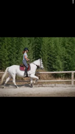 Hot Un lot de tapis Tapis De Selle|Tapis De Selle