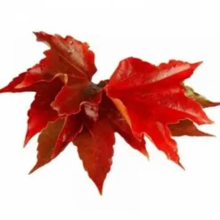 Sale Vigne Rouge - Bien-Être Du Cheval·Plantes Pour Chevaux