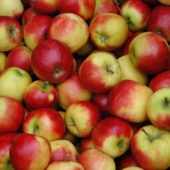 New Vinaigre de Cidre - Bien-Être Du Cheval·Huiles Et Vinaigres|Huiles Et Vinaigres Chevaux